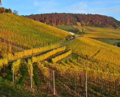 baumgartner-weinbau-ag-rebberg-im-herbst