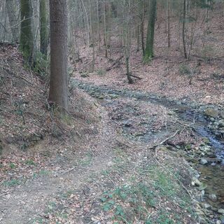 Weißn Trail - Nußbach