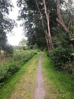 Waldweg