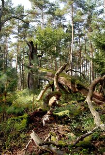 Elbholz