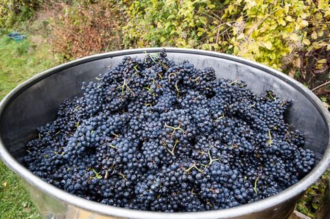 Unterwegs in der kleinen Region der grossen Weine.