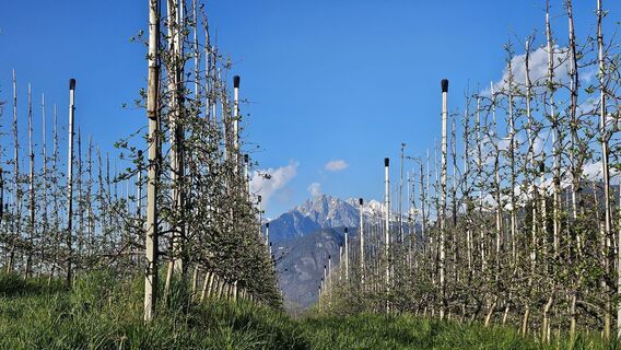 Fotografija s spletne strani Désirée Polz na poti