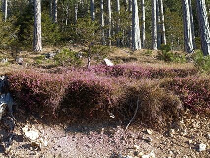 Fotografie de la Bergpirat de-a lungul turului