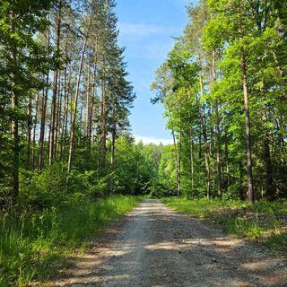 Ein ebener Forstweg führt durch lichten Wald.