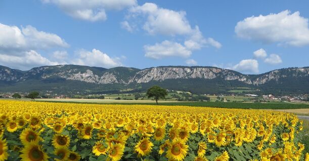 Panorama Hohe Wand (Copyright: Naturpark Hohe Wand )