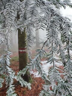 Im Wald gibt es anfangs nur Frost und wenig Sicht