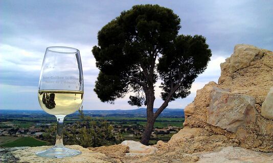 Weinberg_am_Castellas_-_E_Brendle