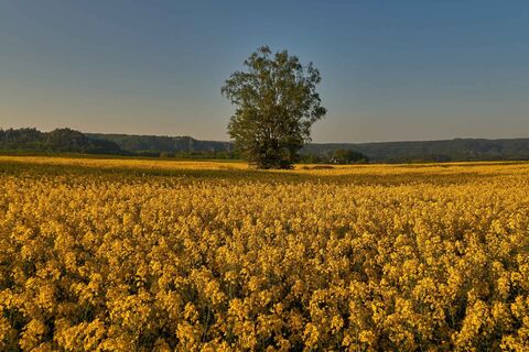 Rapsfeld Weißig
