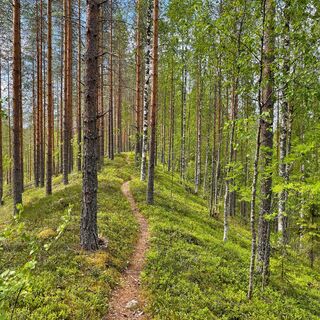 Harju-Landschaft auf der Pogosta-Route