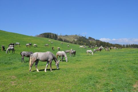 Stuten am Reinthalerhof