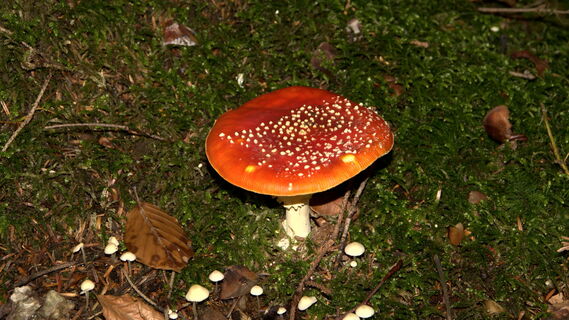 Pilze und Schwammerl