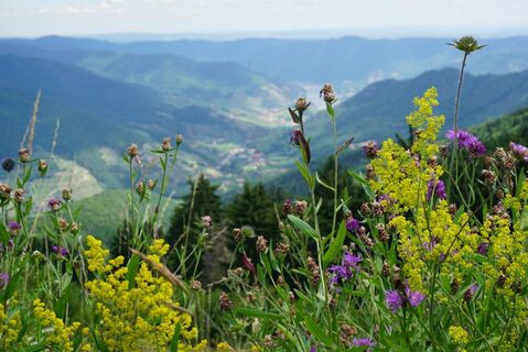Aussicht Panoramawiese