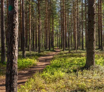 Waldweg