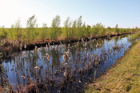 Rohrkolben inmitten von Wasserlandschaft im Moor