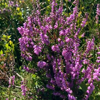 Heideblüte