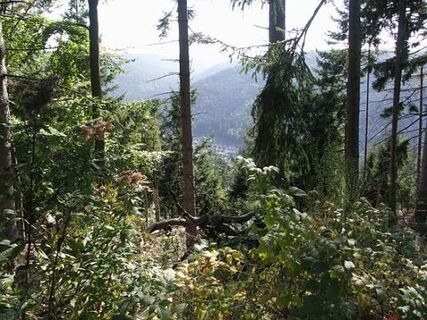 Die Aussicht von der Charlottenhöhe über die bewaldeten Kuppen des Schwarzwaldes.