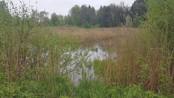 Nördlicher Plattenteich mit Schwänen