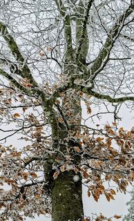 Baumgartenschneid