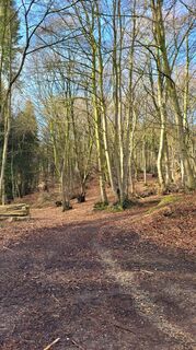 Waldweg Hille