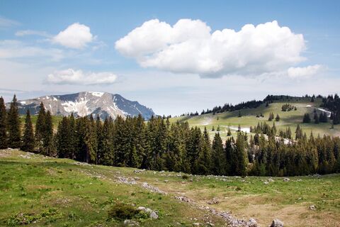 Feldwiesalm