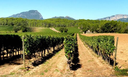 Vignes_CDRP34