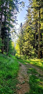 Puchberg am Schneeberg, Niederösterreich/Österreich