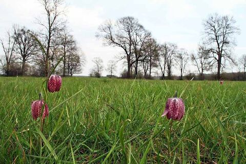 Schachblumenwiese Luising
