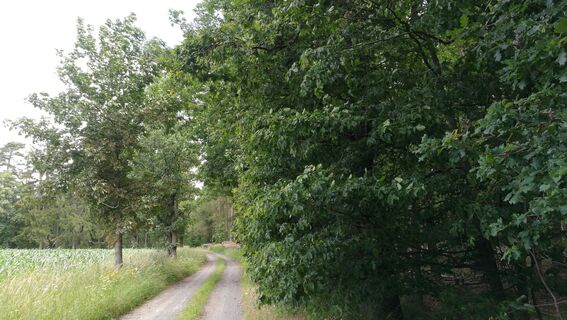 Im Teichgebiet der Wolche bei Krölpa