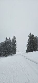 Foto von Wanderratte entlang der Tour