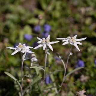 Naturpfade Lukmanier