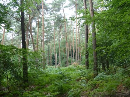 Blick in eine Lichtung