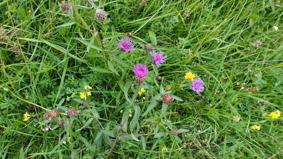 Flora