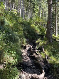 Foto von Grizzli entlang der Tour