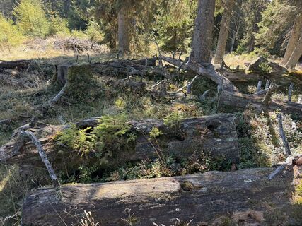 Photo de Gerti Glettler le long du parcours