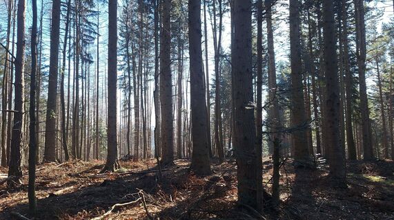 Foto de Regina Fleischmann a lo largo del recorrido