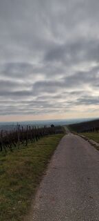 In den Weinbergen