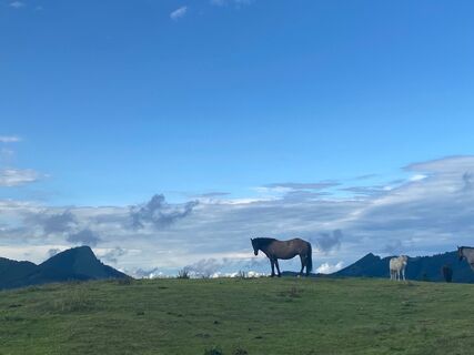 Feichtensteinalm mit Pferden