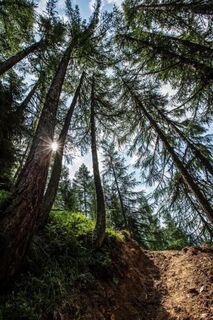 Themenweg Schutzwald