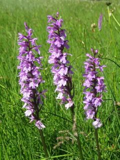 Orchideen