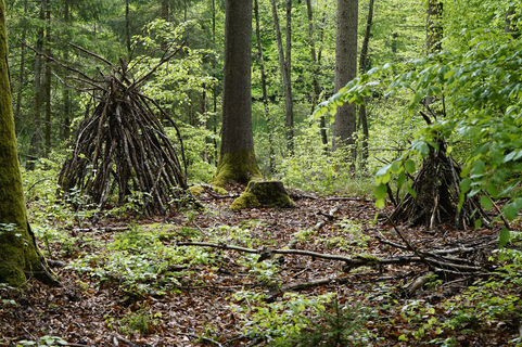 Waldbauwerke