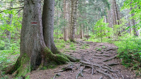 Wanderweg durch den Wald zur Gundhütte