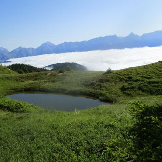 Viehhofener Lacken
