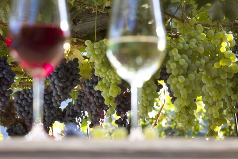 Suedtirol, Vinschgau, Kastelbell, Rebhof, Weingut, Rot- und Weisswein_Trauben,