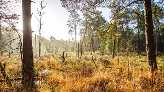 Mystische Moorlandschaft im Großen und Weißen Moor