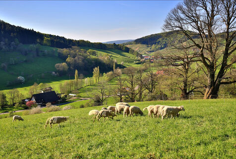 Blick in das untere Föhrental