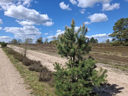 Fotografia z nordbergschnecke na trase