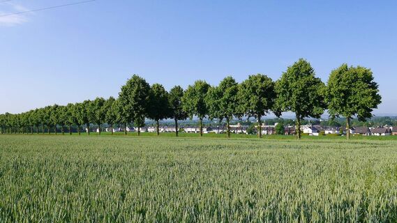 Lindenallee im Ortsteil-Breden bei Bad Salzuflen