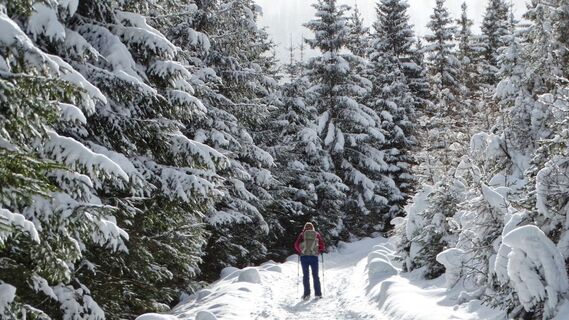 Gemütlich wandern wir entlang der Forststraßen bergauf