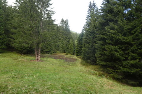 unmarkierter Steig, aber deutliche Steigspuren