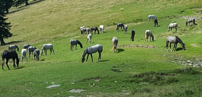 Jungstuten der Lipizzaner auf der Brendlweide